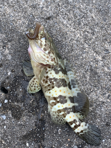 チャイロマルハタの釣果