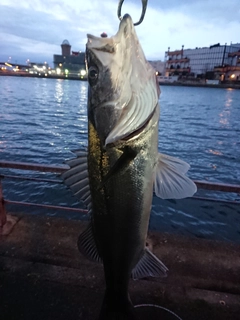 ハネ（マルスズキ）の釣果