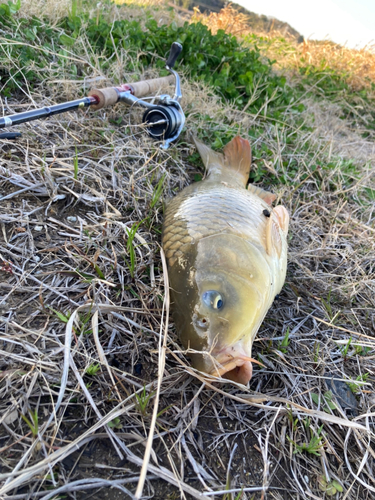 コイの釣果