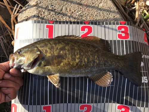 スモールマウスバスの釣果