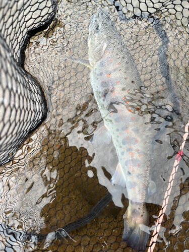 アマゴの釣果