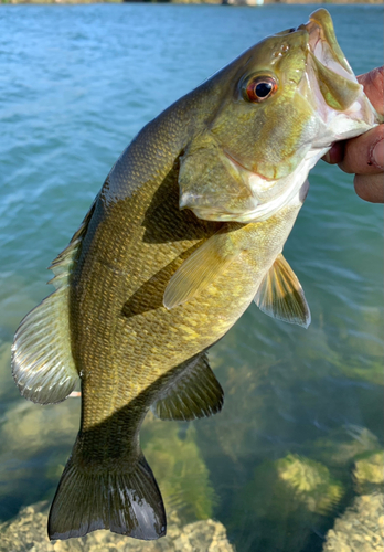 スモールマウスバスの釣果