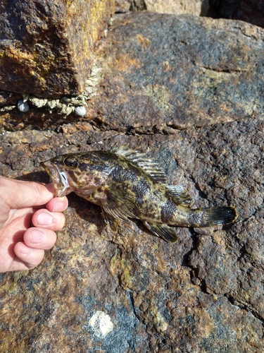 タケノコメバルの釣果