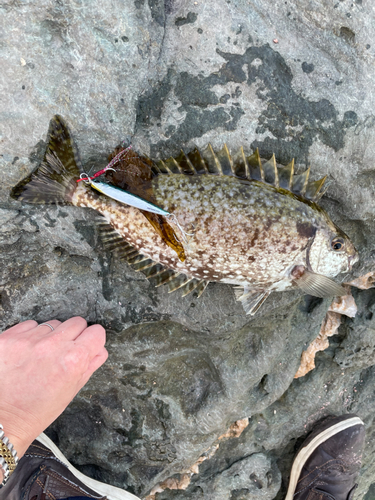 アイゴの釣果