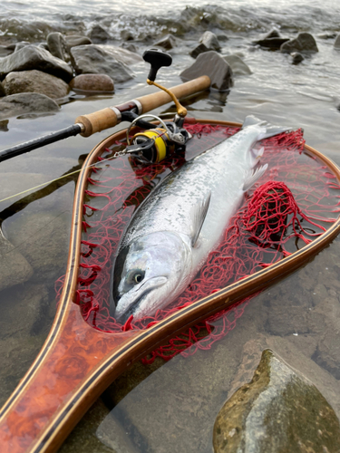 サクラマスの釣果