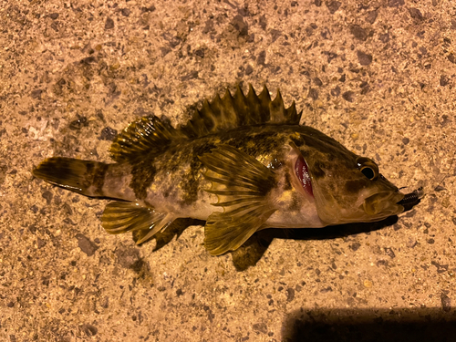 タケノコメバルの釣果