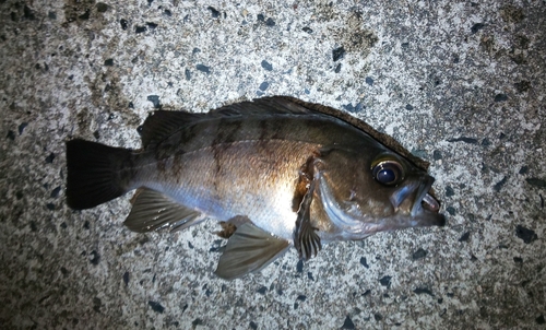 メバルの釣果