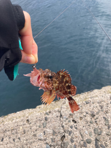 カサゴの釣果