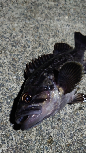 クロソイの釣果