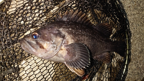 クロソイの釣果