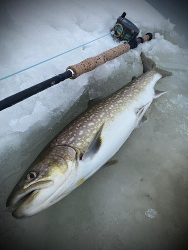 アメマスの釣果