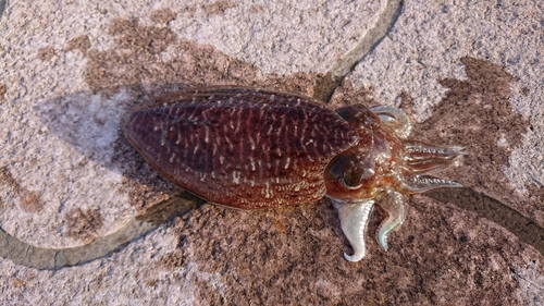 コウイカの釣果