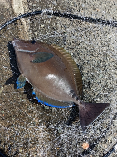 サンノジの釣果