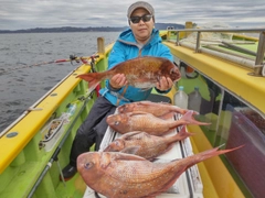 マダイの釣果