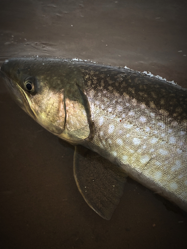 アメマスの釣果