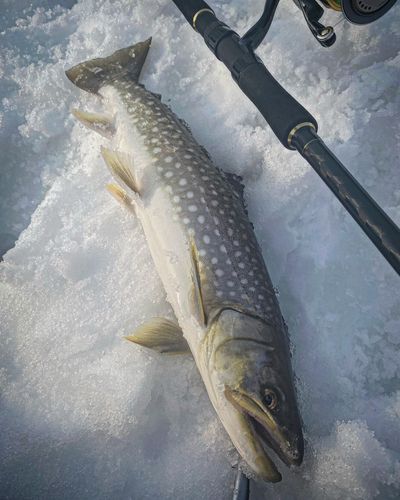 アメマスの釣果