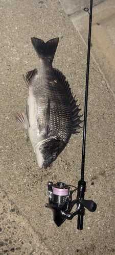 チヌの釣果