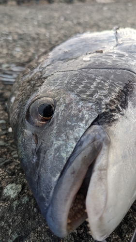 チヌの釣果