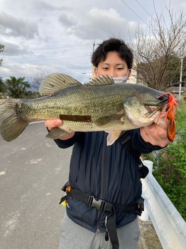 ブラックバスの釣果