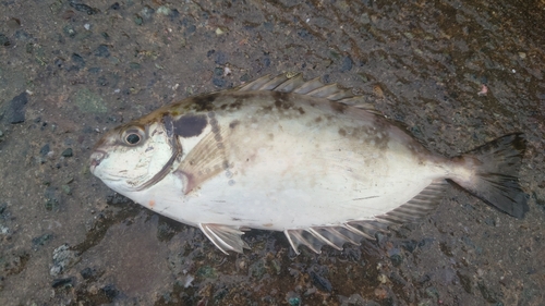 アイゴの釣果