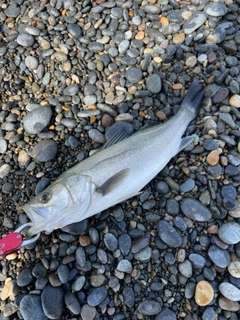 スズキの釣果