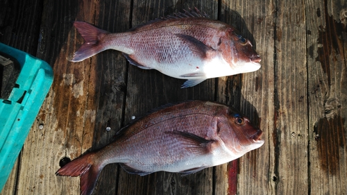 マダイの釣果