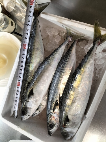 サバの釣果