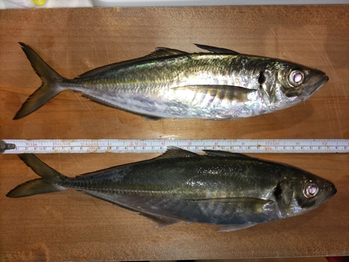 アジの釣果