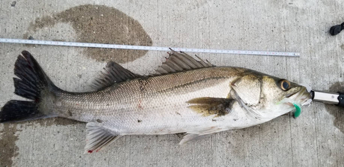 シーバスの釣果