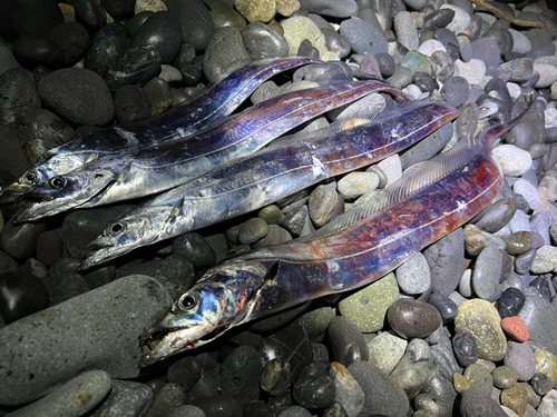 タチウオの釣果