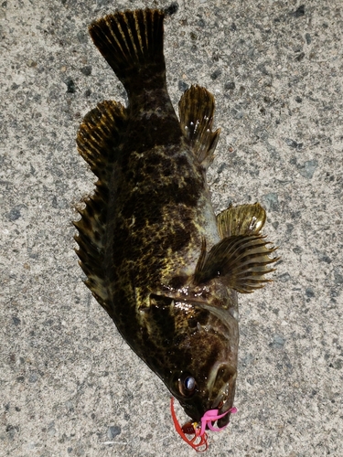 アラカブの釣果