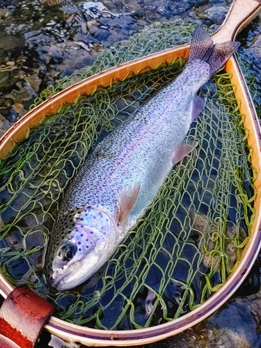 ニジマスの釣果