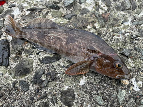 アイナメの釣果