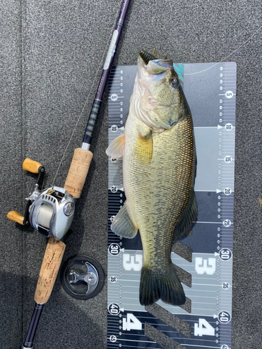 ブラックバスの釣果