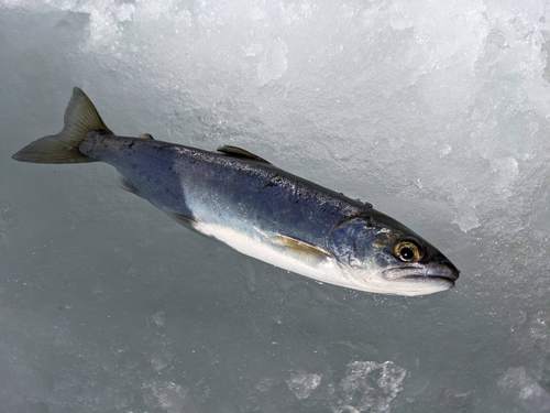 サクラマスの釣果