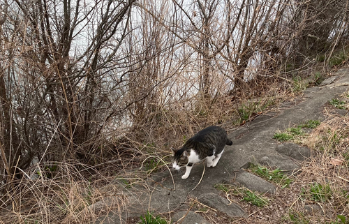 ウグイの釣果