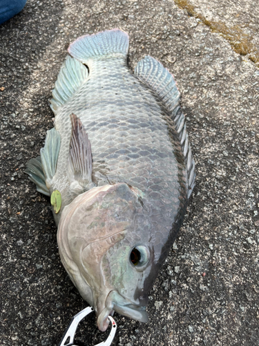 ティラピアの釣果