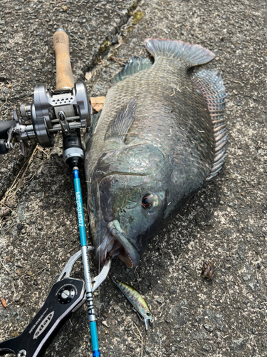 ティラピアの釣果