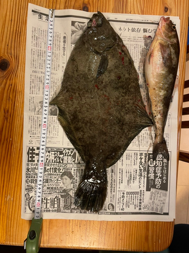 カレイの釣果