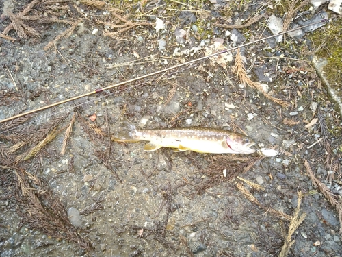 イワナの釣果