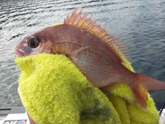 マダイの釣果