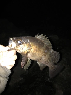 クロメバルの釣果