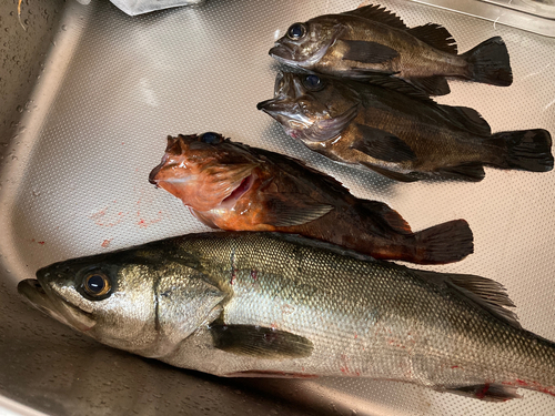 クロメバルの釣果