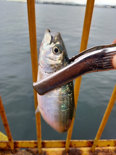 カタボシイワシの釣果