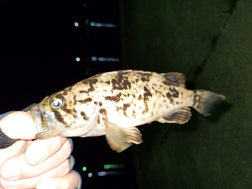 クロソイの釣果