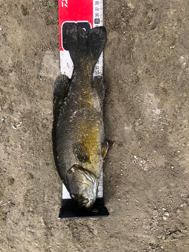 スモールマウスバスの釣果