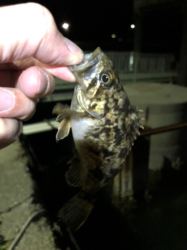 タケノコメバルの釣果