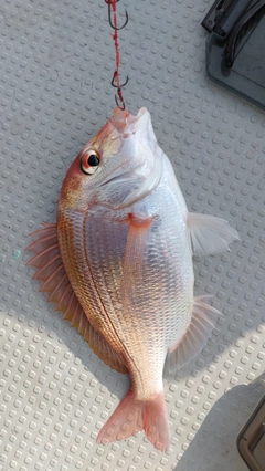 レンコダイの釣果