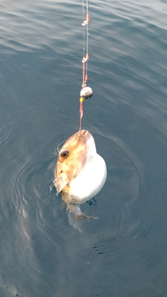 フグの釣果