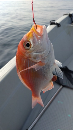 レンコダイの釣果